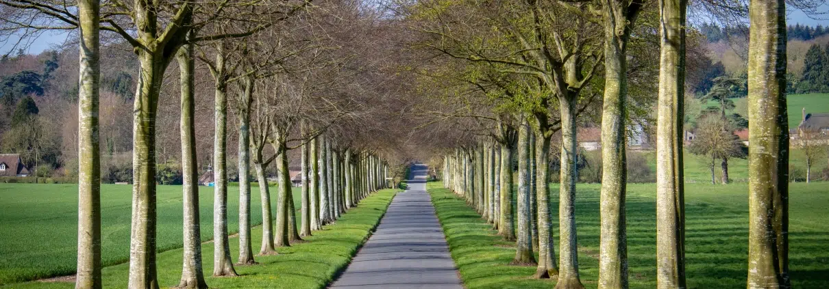 Concrete road in the middle of trees.