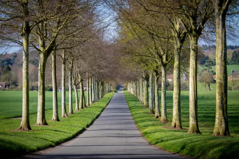 Concrete road in the middle of trees.