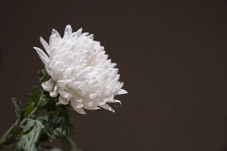Crysanthemum.